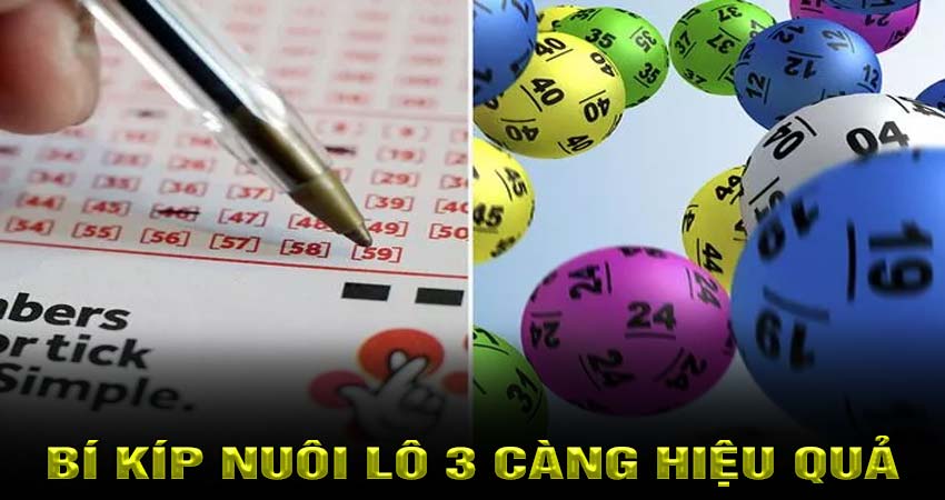 Bí Kíp Nuôi Lô 3 Càng Hiệu Quả