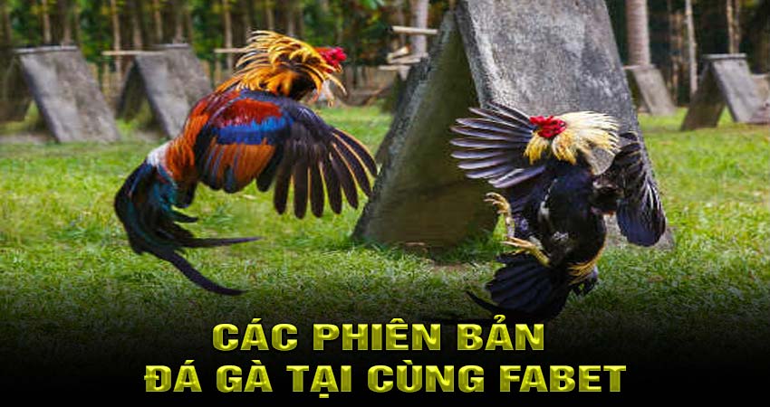 Các phiên bản đá gà tại cùng fabet