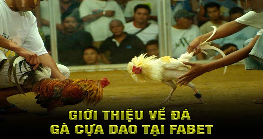 Giới thiệu về đá gà cựa dao tại Fabet