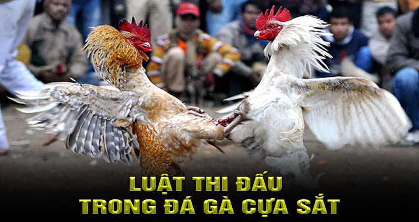 Luật Thi Đấu Trong Đá Gà Cựa Sắt