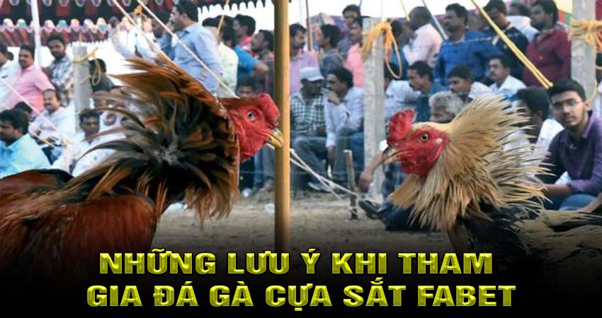 Những Lưu Ý Quan Trọng Khi Tham Gia Đá Gà Cựa Sắt Fabet