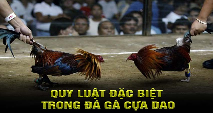 Quy luật đặc biệt trong đá gà cựa dao