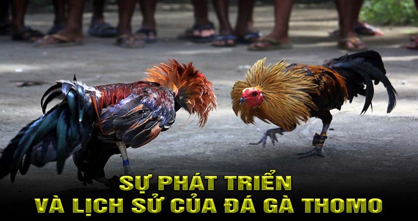 Sự phát triển và lịch sử của Đá Gà Thomo